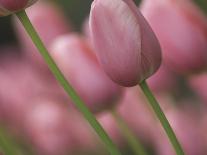 Pink tulips, Michigan-Terry Bidgood-Photographic Print