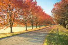 Sunlight row of maple trees in Michigan-Terry Bidgood-Photographic Print