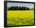 Essential Black