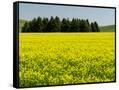 Canvas Black