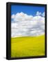 Essential Black