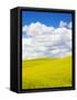 Canvas Black
