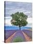 Stretched Canvas