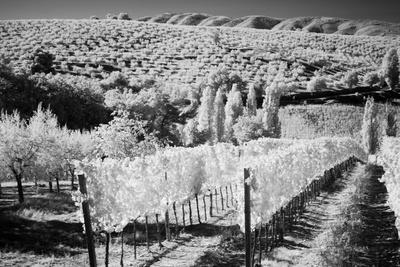 Italy Tuscany, Infrared image of vineyards in southern Tuscany.