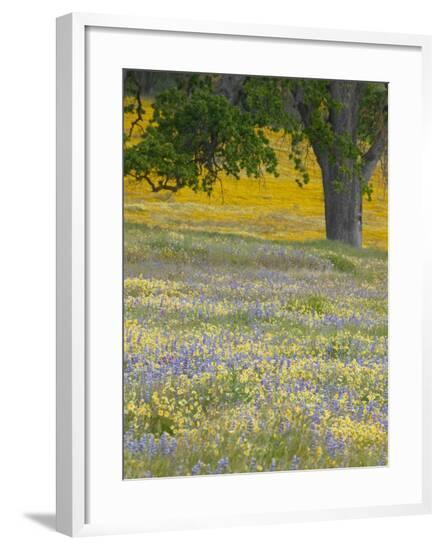 Framed Photographic Print, , large