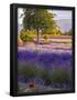 Essential Black