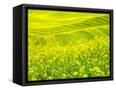 Canvas Black