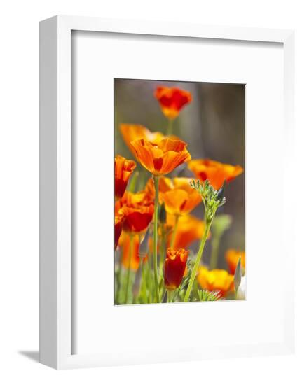 Framed Photographic Print, , large