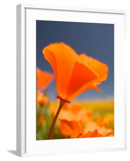 Framed Photographic Print, , large