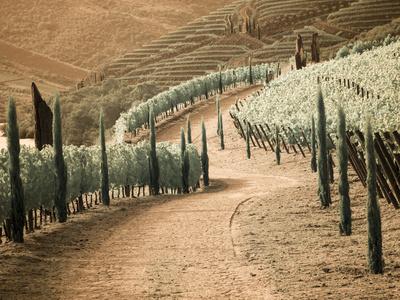 Portugal, Douro Valley. Backcountry road through the vineyards