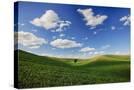 Stretched Canvas