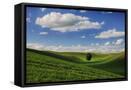 Framed Canvas