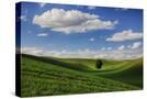 Stretched Canvas