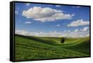 Canvas Black