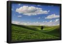 Essential Black