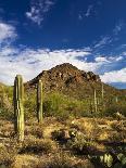 Sonoran Desert and Mountains of the Saguaro National Park-Terry Eggers-Photographic Print