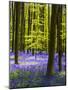Wood Mount