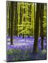 Wood Mount