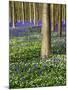 Wood Mount