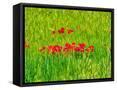 Canvas Black