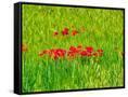 Canvas Black