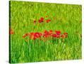Stretched Canvas