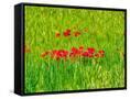 Canvas Black
