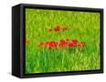 Canvas Black