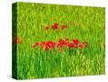 Stretched Canvas