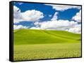 Canvas Black