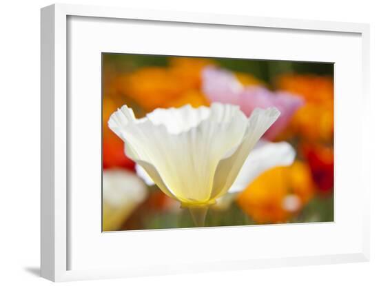Framed Photographic Print, , large