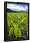 Essential Black