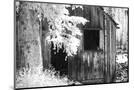 Wood Mount
