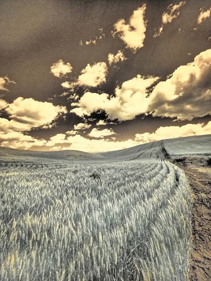 Photographic Print, , large