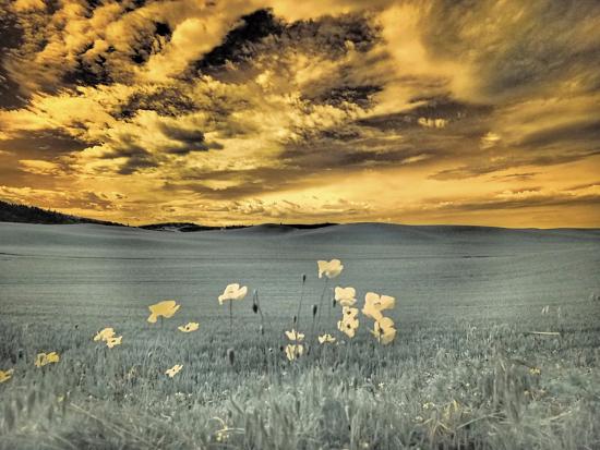 Photographic Print, , large