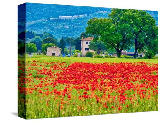 Stretched Canvas Print, , large