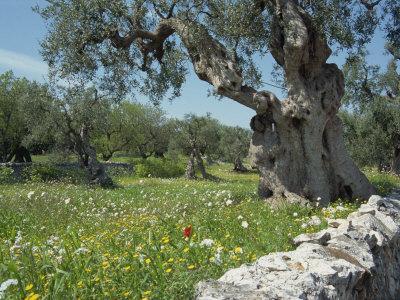 Olive Trees, Puglia, Italy, Europe