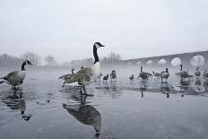 Grey Heron (Ardea Cinerea) on Ice, River Tame, Reddish Vale Country Park, Greater Manchester, UK-Terry Whittaker-Photographic Print