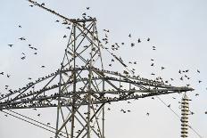 Flock of Starlings (Sturnus Vulgaris) Flying to Roost on Electricity Pylon-Terry Whittaker-Photographic Print