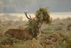 Red Deer (Cervus Elaphus) Stag Thrashing Bracken, Rutting Season, Bushy Park, London, UK, October-Terry Whittaker-Photographic Print