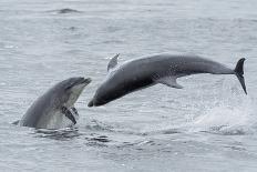 RF - Bottlenose dolphins porpoising, Chanonry Point, Moray Firth, Highlands, Scotland.-Terry Whittaker-Photographic Print