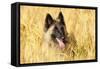 Tervuren Belgian Shepherd Dog in Field-null-Framed Stretched Canvas