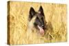 Tervuren Belgian Shepherd Dog in Field-null-Stretched Canvas