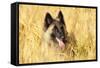 Tervuren Belgian Shepherd Dog in Field-null-Framed Stretched Canvas