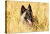 Tervuren Belgian Shepherd Dog in Field-null-Stretched Canvas