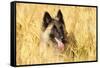 Tervuren Belgian Shepherd Dog in Field-null-Framed Stretched Canvas