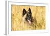 Tervuren Belgian Shepherd Dog in Field-null-Framed Photographic Print