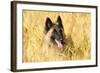 Tervuren Belgian Shepherd Dog in Field-null-Framed Photographic Print