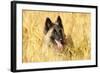 Tervuren Belgian Shepherd Dog in Field-null-Framed Photographic Print