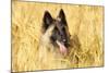 Tervuren Belgian Shepherd Dog in Field-null-Mounted Photographic Print